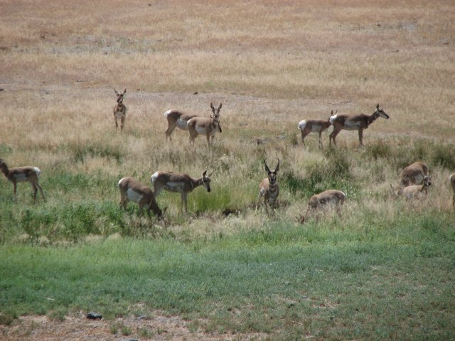 Pronghorn in Spring Lake